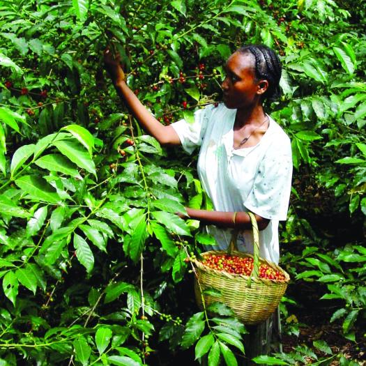 Café Origenes Colombia Kachalus 100% Arabica Molido Destination Bio 250g