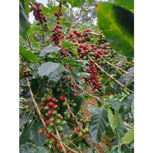 Café Selección 100% Arabica Molido Destination Bio 250g