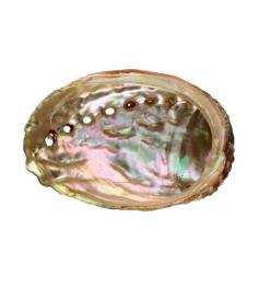 Concha Abalón Roscado Grande