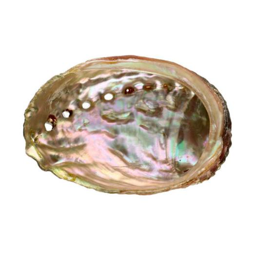 Concha Abalón Roscado Grande