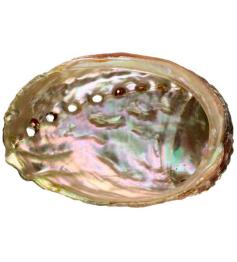 Concha Abalón Roscado XXL