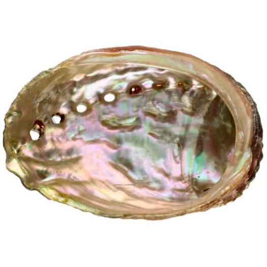 Concha Abalón Roscado XXL