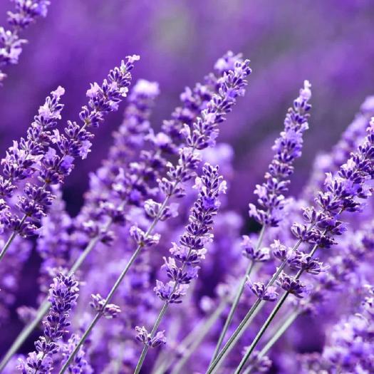 Recambio Mikado con Palos Lavanda SYS 200ml