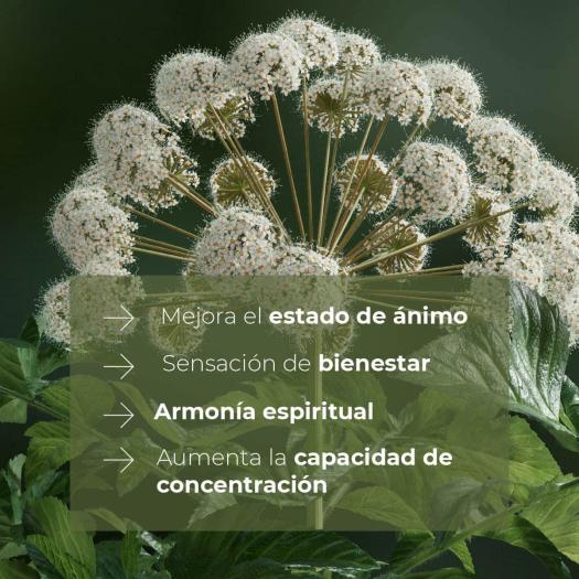 Recambio Mikado con Palos Raíz de Ángelica SYS 200ml