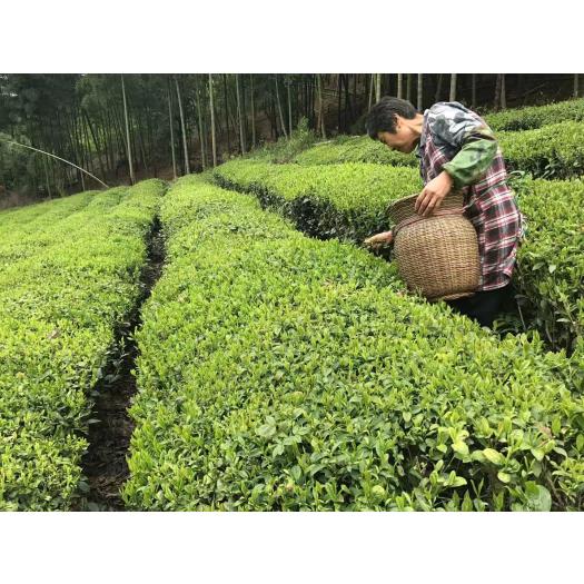 Té Verde Sencha Premium Japón Destination Bio 20 Filtros 40g