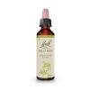 Wild Rose Rosa Canina 37 Flores de Bach Originales 20ml